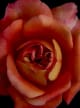Honeyed Rose Accord