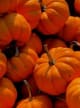Pumpkin Accord