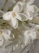 Jasmine Accord