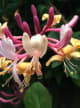Honeysuckle Base