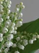Muguet (Lily of the Valley) Accord