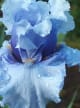 Sweet Iris