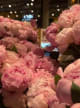 Peony Accord