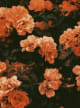 Orangeflower Key Accord