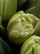 Accord N° 208700 Floral Green (Firmenich)