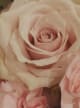 Accord N° 207626 Rose Jasmin (Firmenich)