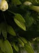 Accord N° 208694 Floral Green Musk (Firmenich)