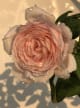 Accord N° 208696 Rose (Firmenich)