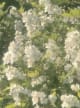 Accord N° 208012 Green floral (Firmenich)