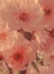Peach Blossom Accord