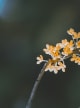 Osmanthus Accord