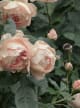 Rose Geranium 70