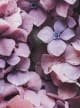 Lilac 10