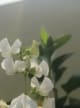 Reseda 10