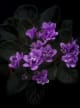 Violet 30