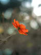 Orangeflower 30