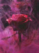 Rose M S (perfume)