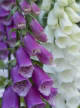Floral Herbaceous Accord