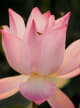 Waterlily Cologne