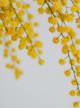 Atelier Des Fleurs Herba Mimosa by Chloe