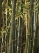 Bamboo Breeze