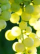 Green Cognac