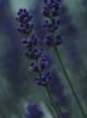 Lavender Vintage