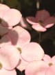 Accord N° 208688 Floral woody (Firmenich)