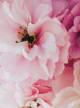 Accord N° 208702 Floral (Firmenich)