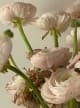 Accord N° 207823 Fougere Herbal Floral (Firmenich)