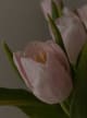 Accord N° 207869 Powdery Floral (Firmenich)