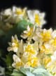 Accord N° 208001 Floral Green Citrus (Firmenich)