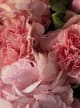 Dianthus 10