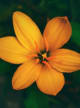Amberflor Accord