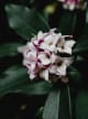 Aldehyde Blend For Daphne 1