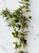 Synthetic Thyme Base