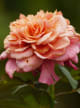 Peppered Rose Accord
