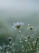 AFTER RAIN MUSK_001