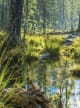 Forest Swamp Clean F3