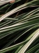 Vetiver Akkord