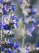 Lavender Akkord