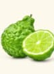 Bergamot :: C77