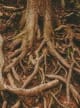 Vetiver-Cedar