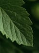 Tomato Leaf Akkord