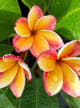 Plumeria Woody Floral
