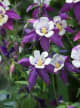 Oudflower Attar