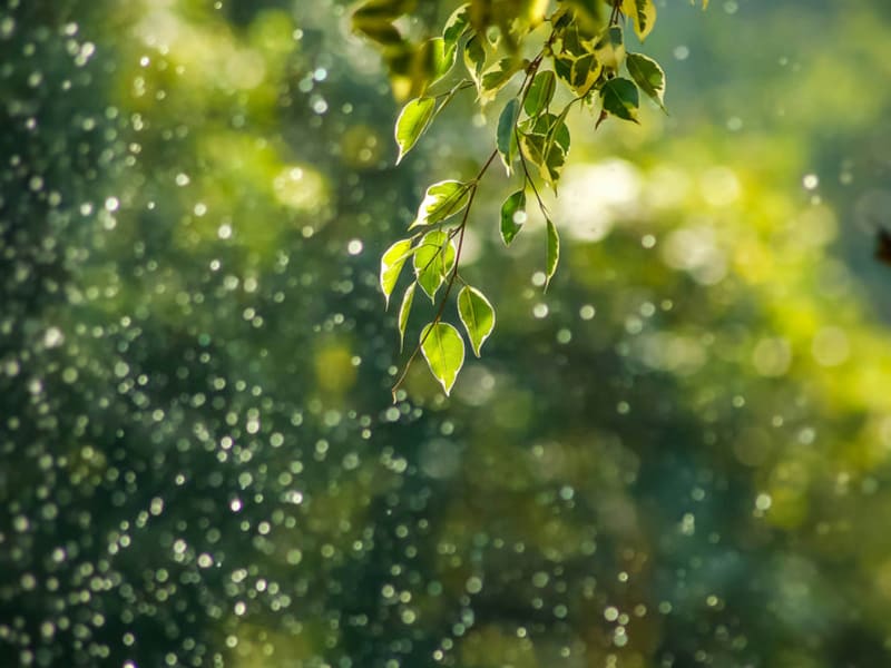 Image for Linalool