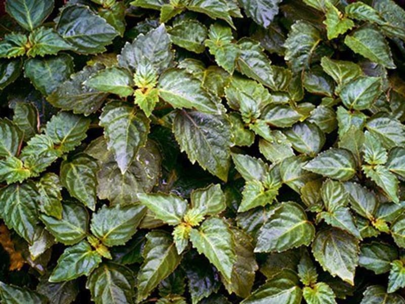 Patchouli Light Essential Oil molecular structure or representation