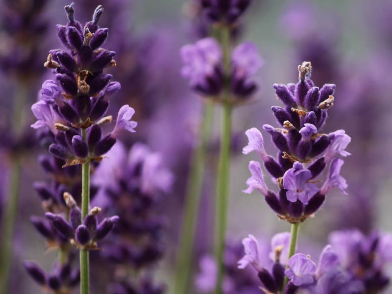 Image for Lavender Essential Oil