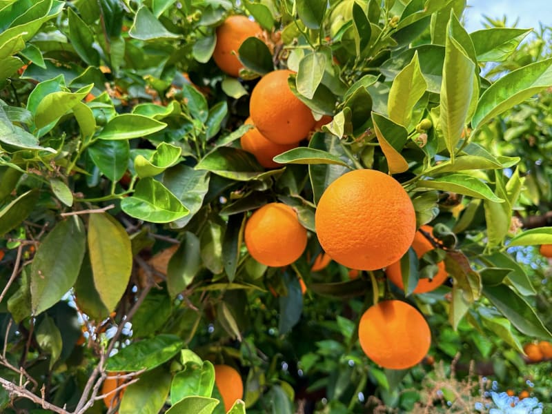 Orange Oil Terpenes molecular structure or representation